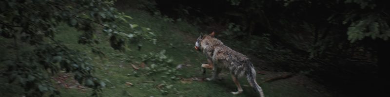 wolf hunting in wild